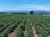 SZIF začíná vydávat rozhodnutí na produkci bílkovinných plodin a konzumních brambor