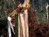 V lesích padají větve i stromy poškozené vichřicí