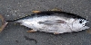 SVS nařídila stáhnout zásilku tuňáka ze Španělska