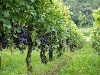 Inspektoři ČIŽP kontrolovali jihomoravské vinaře, 30 % jich porušilo vodní zákon