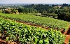 Plocha vinic v České republice má stále rostoucí tendenci