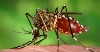 Zika virus - MZV a UNICEF varuje
