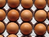 SVS nařizuje vyšetření belgických a nizozemských vajec na fipronil