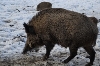 Divoká prasata z dovozu obsahovala nebezpečného parazita