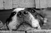 SVS se při kontrolách zaměří na zásilky psů z Rumunska - hrozí nákaza