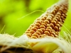 Plochy s geneticky modifikovanou kukuřicí v České republice klesly o 92 %, zasel ji jediný pěstitel