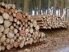 LČR vyhlásí v červenci tendry na těžbu dřeva 2018+