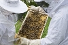 Včelařské dotace za rok 2017 šly do koruny za včelaři
