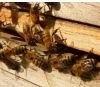 Čerpání včelařských dotací 2015 opět na 100 %