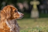 Nová vyhláška zpřesňuje pravidla pro ukládání uhynulých zvířat na zvířecích hřbitovech i na vlastním pozemku