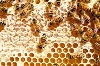 Kvalita prodávaného medu je nevyhovující - polovina je falšovaná