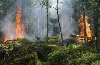 Pro návštěvníky lesů - horko zvyšuje riziko požárů, pozor na nedopalky i sklo