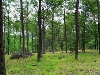 Nový Lesnický park Podkomorské lesy